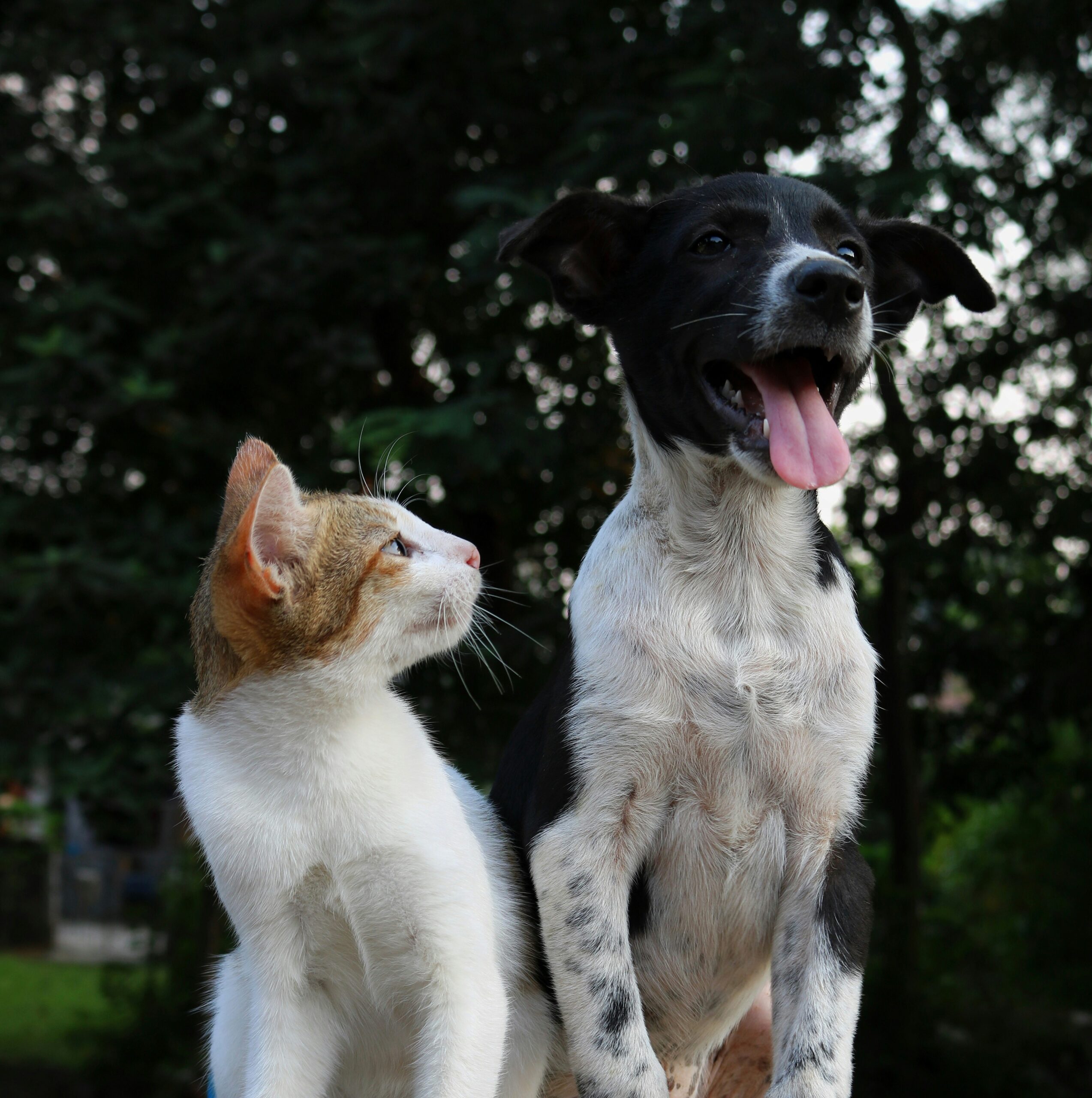 Hund_Katze