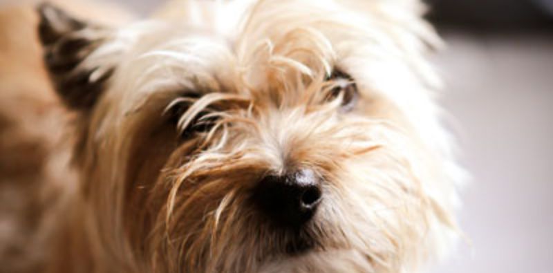 Hunde_Chiropraktik Chiropraktik Hunde