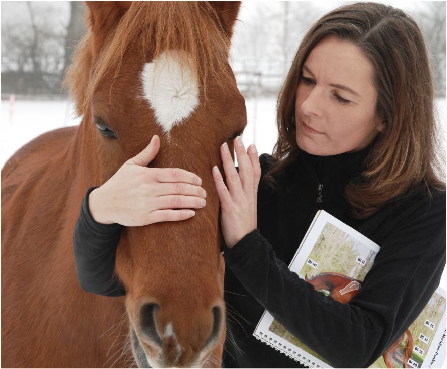 Kinesiologie Pferde