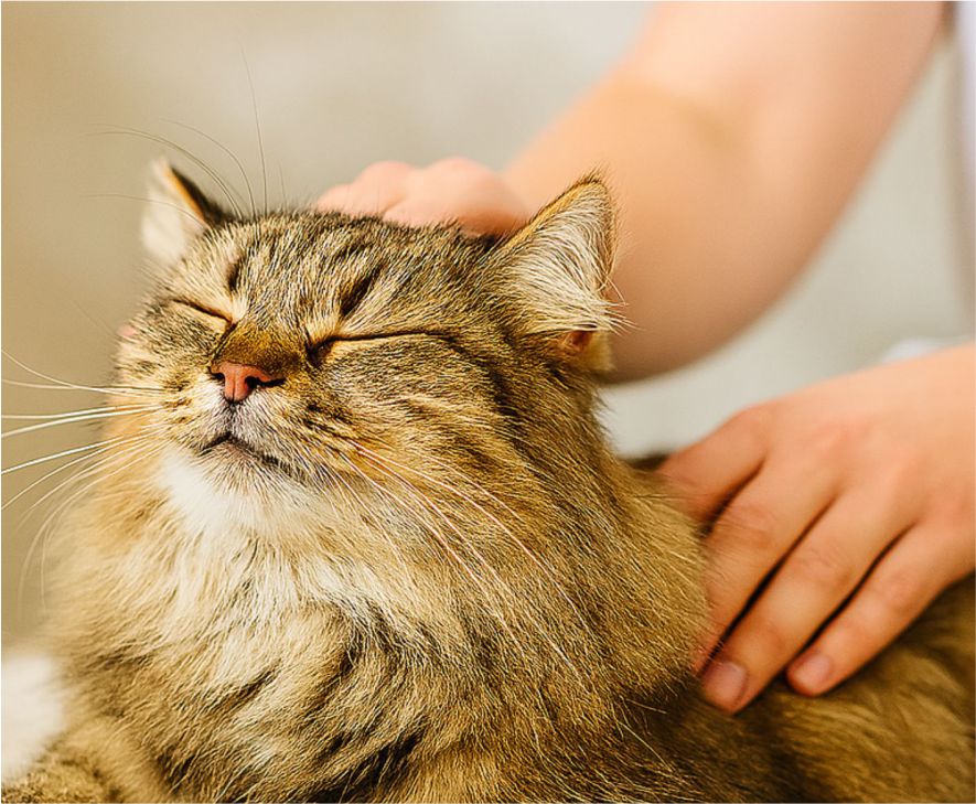 Physiotherapie Katze